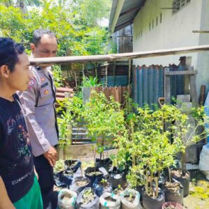 Pekarangan Produktif di Bajur: Upaya Nyata Ketahanan Pangan