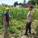 Polres Lombok Barat Dorong Ketahanan Pangan Desa Jembatan Gantung