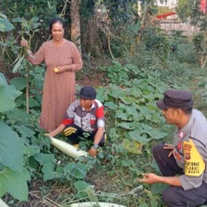 Dukung Program Ketahanan Pangan Nasional, Bhabinkamtibmas Polsek Monta Tinjau Lahan Sayur Warga Binaan