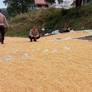 Mendukung Penuh Program Ketahanan Pangan Nasional Kapolsek Donggo Monitoring Stock Jagung