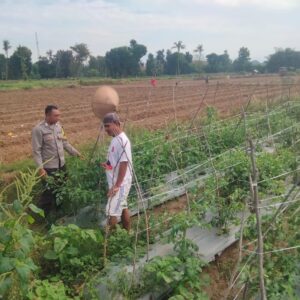 Ketahanan Pangan di Desa Binaan, Bhabinkamtibmas Polsek Woha Laksanakan Pengecekan Lahan Tomat Warga