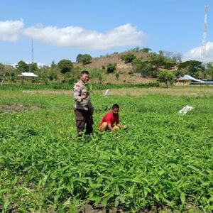 Dukung Ketahanan Pangan Nasional Bhabinkamtibmas Polsek Woha. Pantau Budi Daya Kangkung Milik Warga Binaan
