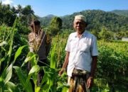 Bhabinkamtibmas Mareje Timur Kawal Produksi Jagung Demi Pangan Nasional