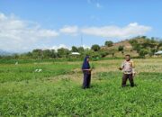 Mendukung Program Ketahanan Pangan Nasional, Bhabinkamtibmas Polsek Woha Pantau Lahan Sayur Milik Warga Binaan