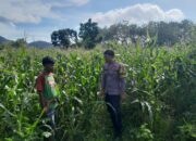 Bhabinkamtibmas Desa Talonang Baru Lakukan Sambang dan Pengecekan Lahan Jagung Tahap II