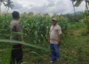 Dukung Swasembada Pangan, Bhabinkamtibmas Kawal Tanaman Jagung di Kediri, Lombok Barat
