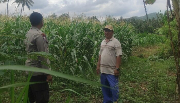 Dukung Swasembada Pangan, Bhabinkamtibmas Kawal Tanaman Jagung di Kediri, Lombok Barat