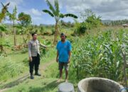 Bhabinkamtibmas Cendi Manik Dampingi Petani Jagung Dukung Ketahanan Pangan