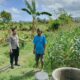 Perkuat Ketahanan Pangan, Polisi Bina Petani Jagung di Sekotong