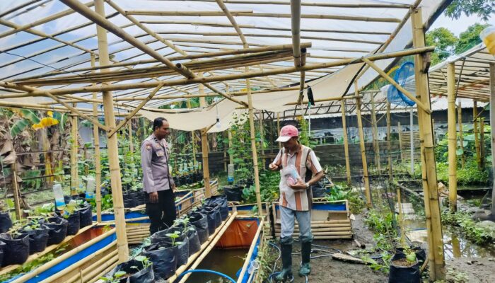Sinergi Polri dan Warga Bajur dalam Mewujudkan Ketahanan Pangan Berkelanjutan