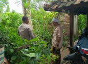 DDS Bhabinkamtibmas Sekotong, Upaya Sinergis Dukung Program Pangan Nasional