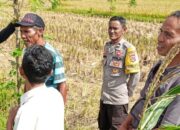 Sinergi Polri dan Warga Desa Rumak Wujudkan Swasembada Pangan dari Pekarangan