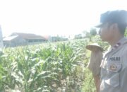 Sinergi Polri dan Petani Labuapi Wujudkan Desa Mandiri Pangan