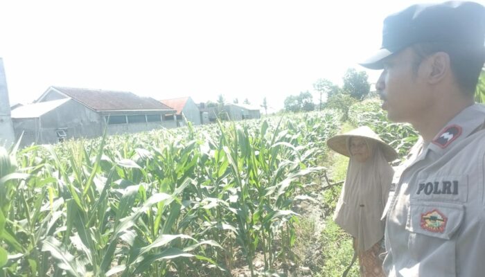 Sinergi Polri dan Petani Labuapi Wujudkan Desa Mandiri Pangan