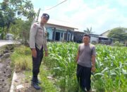 Lahan Kosong Jadi Solusi Pangan: Inisiatif Bhabinkamtibmas Desa Labuapi