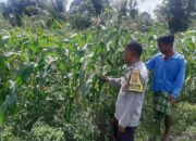 Aiptu Muhammad Bakri Dampingi Petani Jagung di Desa Montong Are