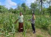 Sinergi Polri dan Warga Sekotong Wujudkan Ketahanan Pangan dari Pekarangan