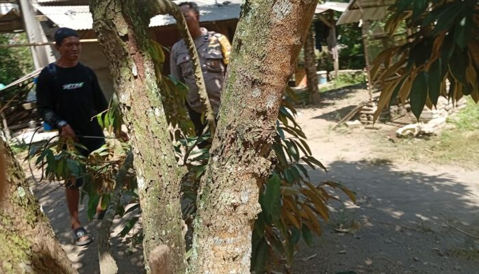 Sinergi Polisi dan Warga Dusun Begende Perkuat Swasembada Pangan