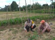 Dari Jagaraga untuk Indonesia: Polisi Aktif Edukasi Warga tentang Pangan Mandiri