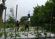 Bersama Petani Desa Jagaraga, Bhabinkamtibmas Bangun Kemandirian Pangan Keluarga