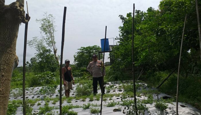 Bersama Petani Desa Jagaraga, Bhabinkamtibmas Bangun Kemandirian Pangan Keluarga