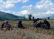 Gerung Bergerak: Polisi Ajak Warga Tanam Jagung untuk Ketahanan Pangan