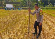 Sinergi Polri dan Petani Dusun Perengge Kuah Dukung Program Pangan Nasional