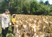 Bhabinkamtibmas Dampingi Panen Jagung di Lingkungan Perigi, Petani Raup Rp9,6 Juta