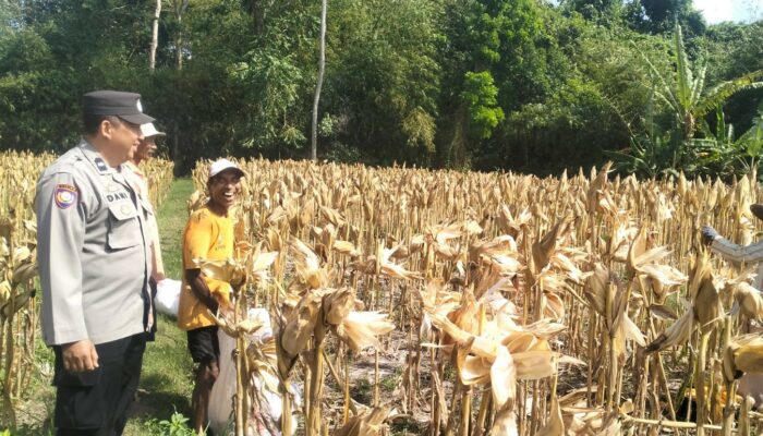 Bhabinkamtibmas Dampingi Panen Jagung di Lingkungan Perigi, Petani Raup Rp9,6 Juta