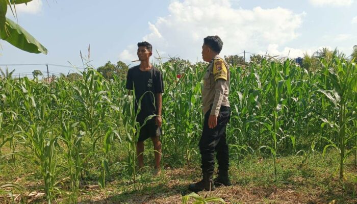 Ketahanan Pangan Dimulai dari Desa: Polsek Sekotong Perkuat Peran Bhabinkamtibmas