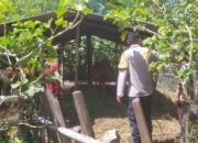 Optimalisasi Lahan Kosong, Polsek Sekotong Dukung Swasembada Pangan