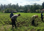 Kolaborasi Polisi dan Warga Kuripan Wujudkan Kemandirian Pangan