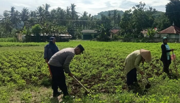 Kolaborasi Polisi dan Warga Kuripan Wujudkan Kemandirian Pangan