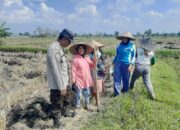 Polisi Ajak Warga Montong Are Tengah Tanam Jagung untuk Ketahanan Pangan
