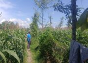 Sinergi Polisi dan Petani di Lombok Barat: Pantau Jagung Siap Panen