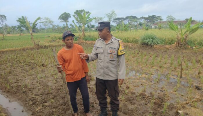 Sinergi Polri dan Warga Desa Montong Are Wujudkan Swasembada Pangan