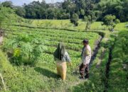 Polsek Kediri Ajak Warga Tanam Sayur demi Swasembada Pangan di Lombok Barat