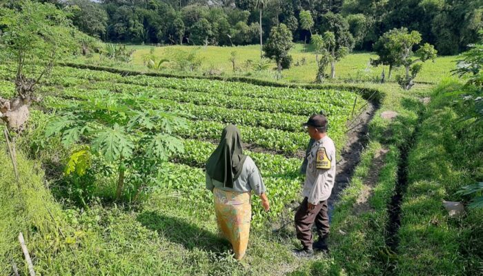 Polsek Kediri Ajak Warga Tanam Sayur demi Swasembada Pangan di Lombok Barat