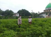 AIPTU Dodit Galakkan Tanam Pangan Bergizi di Desa Jagaraga