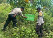 Sinergi Ketahanan Pangan: Pemanfaatan Hutan Mareje Timur untuk Tumpang Sari