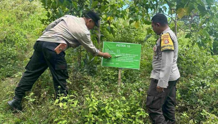 Sinergi Ketahanan Pangan: Pemanfaatan Hutan Mareje Timur untuk Tumpang Sari