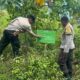 Hutan Lendang Damai Disiapkan untuk Pertanian Polikultur di Lombok Barat
