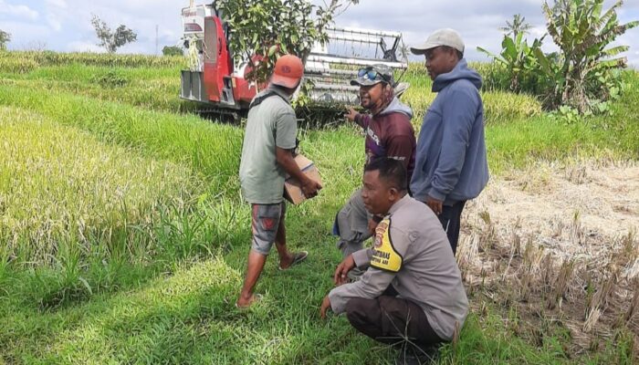 Dukung Ketahanan Pangan, Bhabinkamtibmas Kediri Bantu Pendataan Lahan Jagung