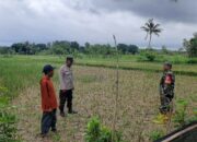 Polisi Turun ke Sawah: Bhabinkamtibmas Kediri Dampingi Petani di Montong Are
