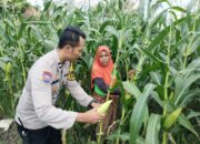 Polsek Labuapi Perkuat Ketahanan Pangan Nasional Lewat Pendampingan Petani Lokal
