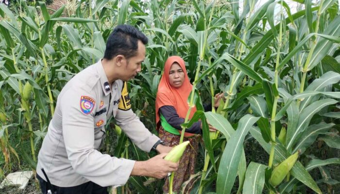 Polsek Labuapi Perkuat Ketahanan Pangan Nasional Lewat Pendampingan Petani Lokal