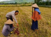 Sinergi Polri dan Petani di Dusun Iting Langgem Tingkatkan Produktivitas Pertanian