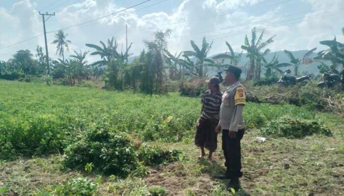 Panen Kacang di Taman Ayu: Momen Polisi Bangun Komunikasi Humanis dengan Warga