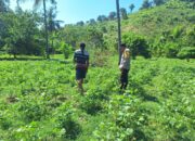 Bhabinkamtibmas Desa Luk Dorong Ketahanan Pangan Melalui Pemanfaatan Pekarangan