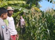Pemantauan Jagung di Pengdongan Indah Dukung Ketahanan Pangan Desa